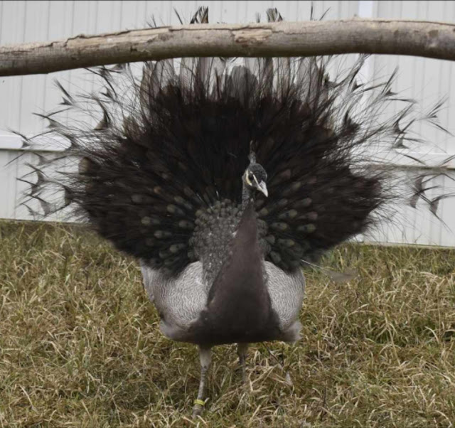 Jual Merak Abu-abu Murah